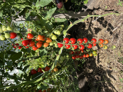 Томат Gardener's Sweetheart (Возлюбленная Садовода), 10 шт.