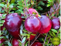 КЛЮКВА "ПИЛИГРИМ"