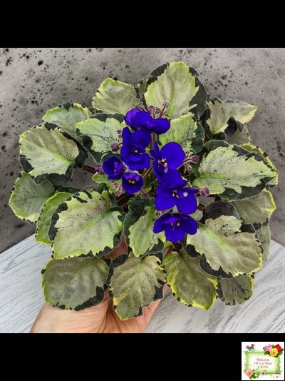 Harmony's Little Stinker-2 (Harmony) листовая химера