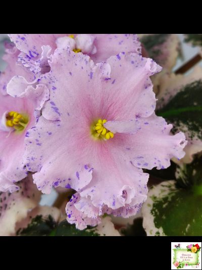 НД-Хоровод  (Н.Данилова-Суворова) 2021 г.