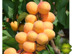 БРЯНСКИЙ РАННИЙ (самоплодный, ранний)