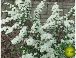 Спирея ниппонская "ВАЙТ КАРПЕТ" (саженец 0,4 м)