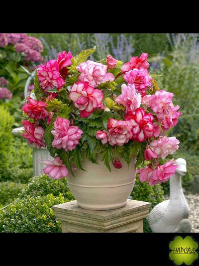 КЛУБНИ. Бегония ампельная Pink Balcony (Пинк Балкони) (В НАЛИЧИИ С 1 МАРТА 2025)