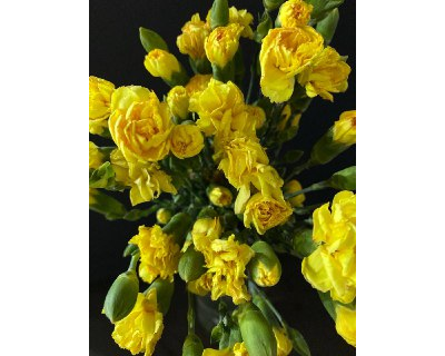 Гвоздика кустовая 15 шт