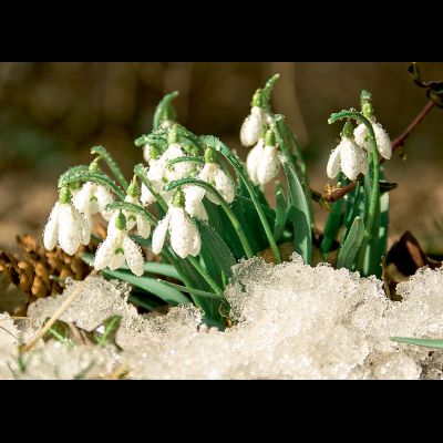 D0258 Подснежники в снегу