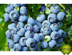 Торо (вкусный, обильное плодоношение) Саженец 2 года