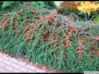 Кизильник Корал Бьюти - Coral Beauty