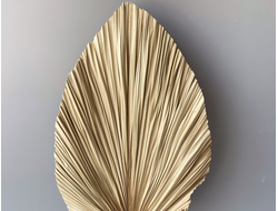 Лист пальмы крупный натуральный