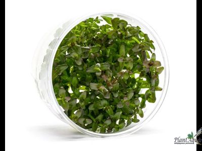 Бакопа Зальцмана Пурпл (меристемная) Азия