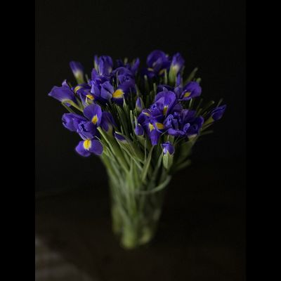 Ирисы 25 шт