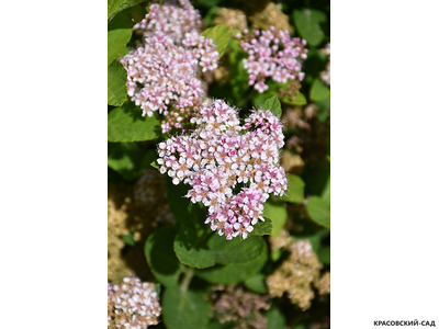 Спирея березолистная Пинк Спарклер