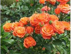 Алегрия (Alegria ), De Ruiter Innovation