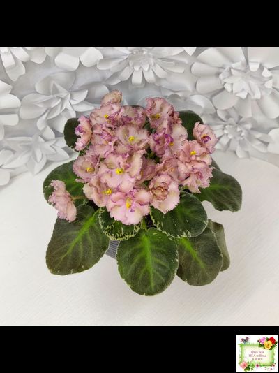 Н-Яшма (Н. Бердникова) 2015 г.