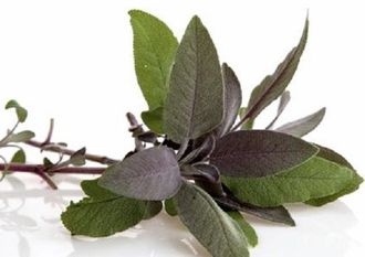 Шалфея мускатного конкрет (Salvia sclarea), Крым 10 г