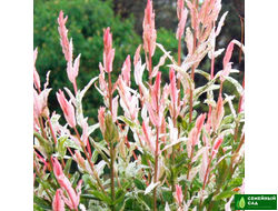 Ива цельнолистная "Хакуро Нишики'" (Hakuro Nishiki)