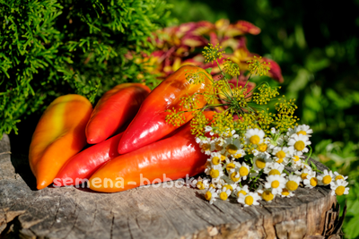 Перец сладкий Оленька, 10 шт.
