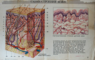 "Ночёвка в лесных стогах грозит заражением" плакат Трофимова Л.В., Трофимов С.В. 1981 год