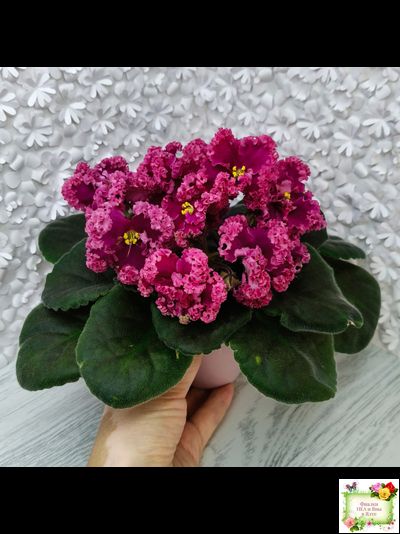 ЛФ-Дарья (Л.Федосеева) 2017 г. (пасынок укоренённый)