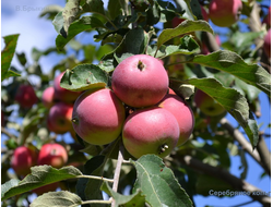 Серебряное копытце (яблоня)
