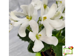 Lunar Lily white (селекционер неизвестен) (лист укоренённый)