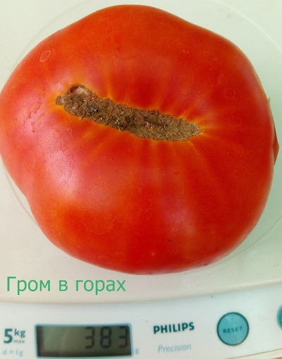 Томат Гром в горах (Thunder Mountain)