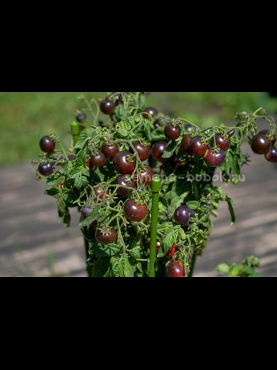 Томат Blaue Zimmertomate (Синий комнатный томат), 10 шт