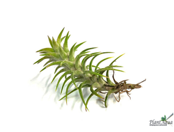 Тилландсия Vanhyningii