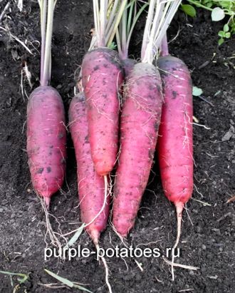 Морковь Фиолетовая (смесь сортов)