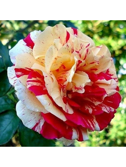 Ванилла Фрайз ( Vanille Fraise) роза