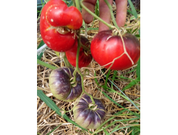 Томат Синий Том (Blue Tom)