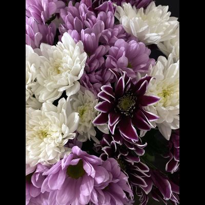 Хризантема кустовая микс 15 шт