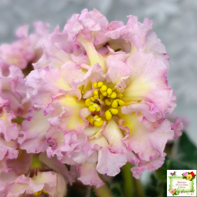 РМ-Яринка (Н. Скорнякова) 2021 г.