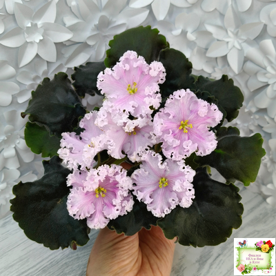 ВаТ-Любимая Внучка (Т.Валькова) 2016 г.