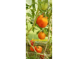 Томат Баклажан