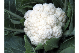 Цветная капуста
