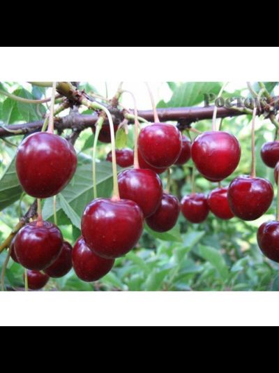 Тургеневка(вишня)