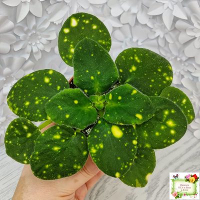 ШН-Космическая Фея (Н. Шушакова) 2019 г.