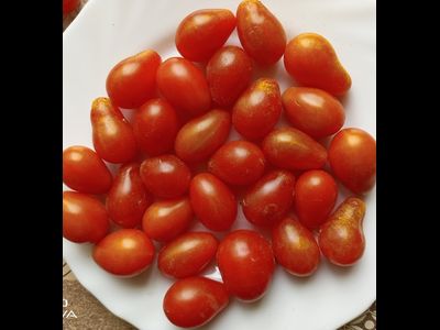 Томат черри Эльф (Elfin), США