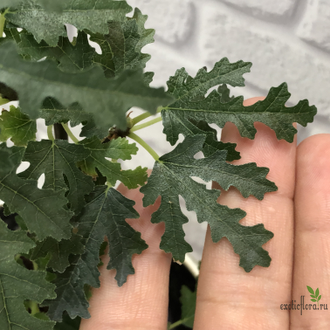 Ficus carica var. afhganica / Фикус Карика Афганика
