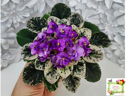 Grog (H.Pittman) (пасынок укоренённый)