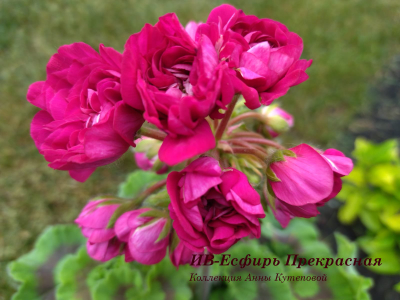 Пеларгония ИВ-Есфирь Прекрасная