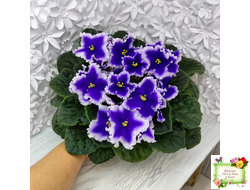 Dn-New Star (Д. Денисенко) 2019 г.