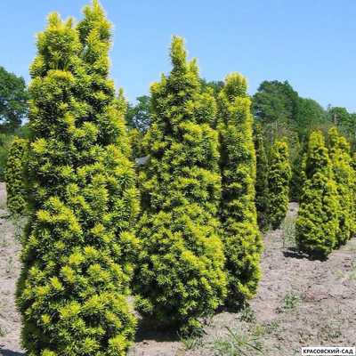 Тис Ягодный - Baccata