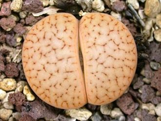 Lithops pseudotruncatella ssp. dendritica С073 (MG-1694.2) - 10 семян