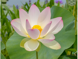 Лотос Чу Шуи Ханг Ли (Chu Shui Huang Li)