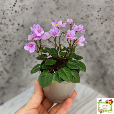 Frosted Fantasy (C.Sotkiewicz) трейлер