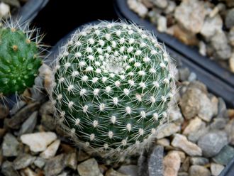 Rebutia krainziana - жёлтый цветок (D=25мм)