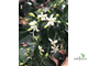 Murraya paniculata / Муррайя метельчатая красная