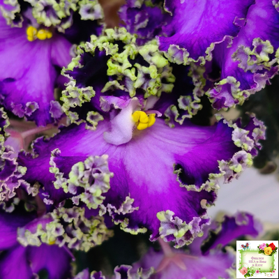 ЛЕ-Галатея Люкс (Е. Лебецкая) 2019 г. (лист укоренённый)