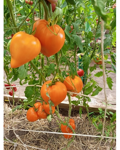 Томат Чудо Земли оранжевое